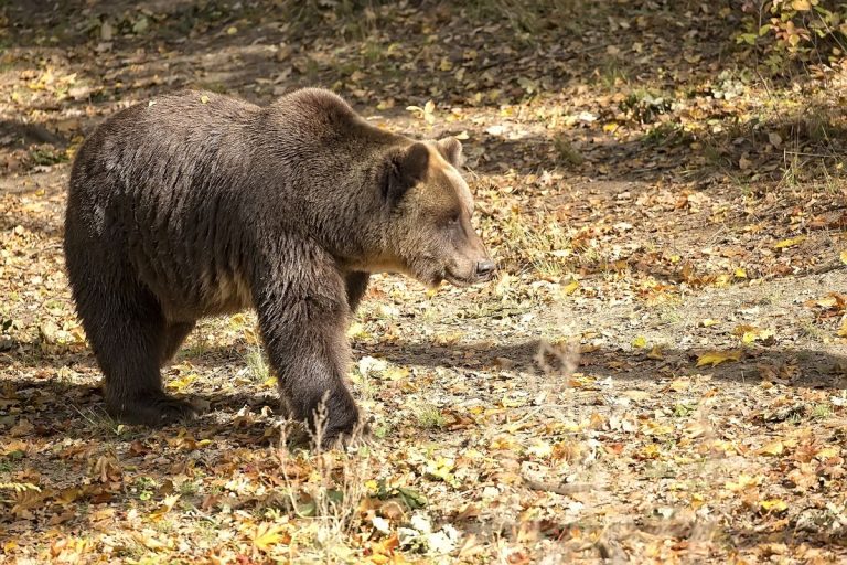 Bears in Romania: Are They a Real Threat? | Romania Experience